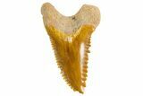 Fossil Shark Tooth (Hemipristis) - Bone Valley, Florida #299483-1